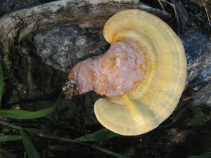 GanoCurt