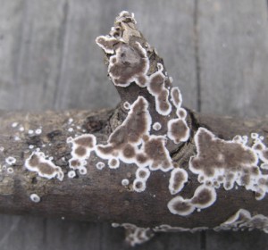 GiraffeSpotsCP