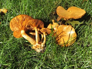 Gymnopilus spectabilis