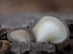 HohenbHiromi