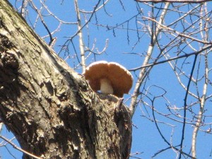 elm oyster