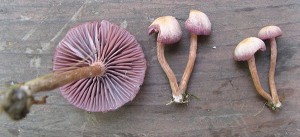 Laccaria amethystina – Version 2