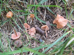 laccaria cf ohiensis