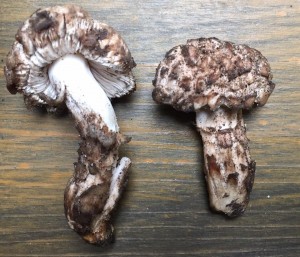 LentinusLepideus