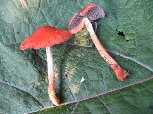 Leratiomyces5