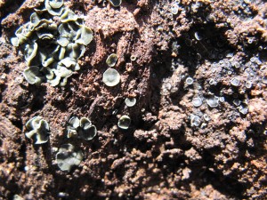 Mollisia