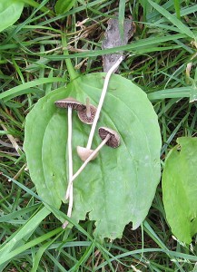 Panaeolina foenisecii