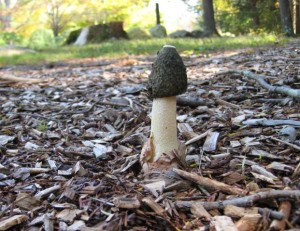 Phallus ravenelii (CP) 013