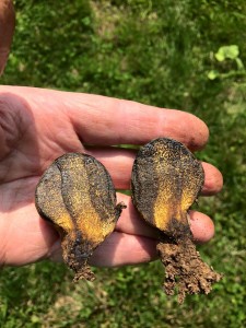 Pisolithus