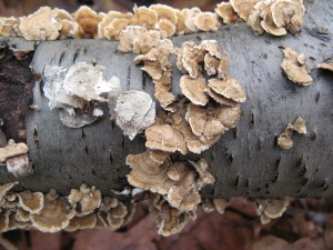 Plicaturopsis