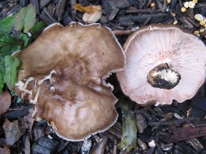 CP Pluteus c