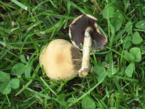 IMG_4260.JPG