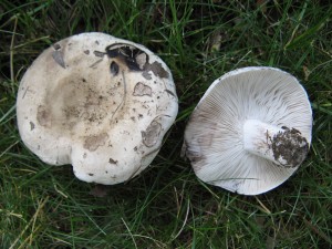 RussulaAlbonigra2