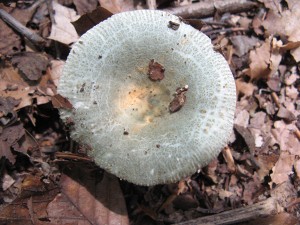 RussulaCrustosa