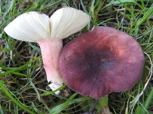 russula mariae