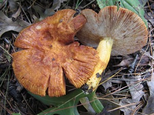 russula mutabilis