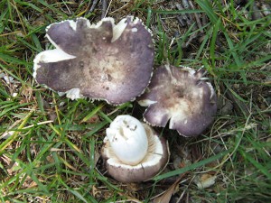Russula ornaticeps ? (CP)