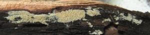 Sarcodontia