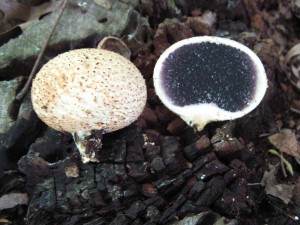 SclerodermaCitrinCP