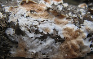 Steccherinum
