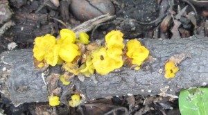TremellaAurantiaCP