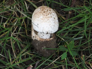 Amanita volvata complex