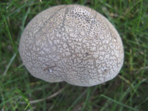 calvatiaFragilis