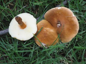 castaneus