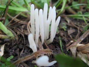 clavaria