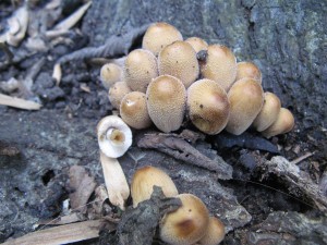 coprinusMicaceusMica