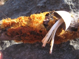 coprinusRadiansCP
