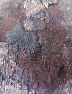 cpAnnulohypoxylon