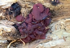 cpAscocoryne