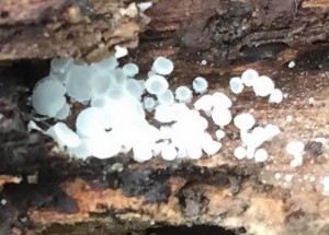 cpDasyscyphus