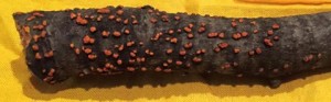 cpNectria