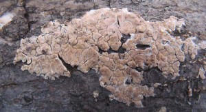 cylindrobasidiumCPnov