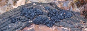 exidiaGlalndulosa