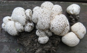 lycoperdon