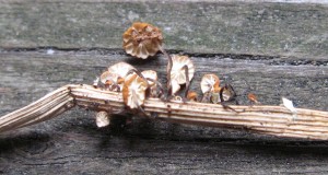 marasmiusGraminum