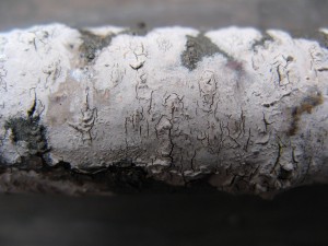peniophoraCinerea