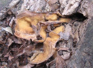 pezizaVesc