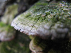phaeocalicium
