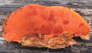 pycnoCinna