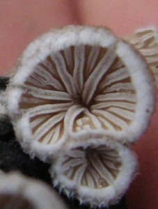 schizophyllumCP