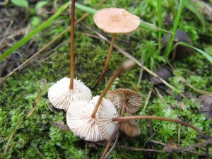 scorodonius