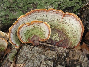 stereumOstrea