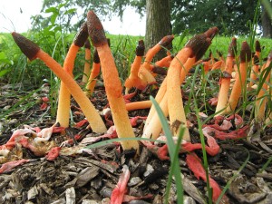 stinkhorns