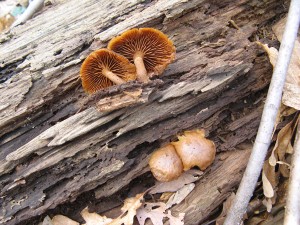 Galerina autumnalis