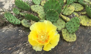 PricklyPearFl
