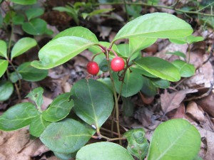 wintergreen